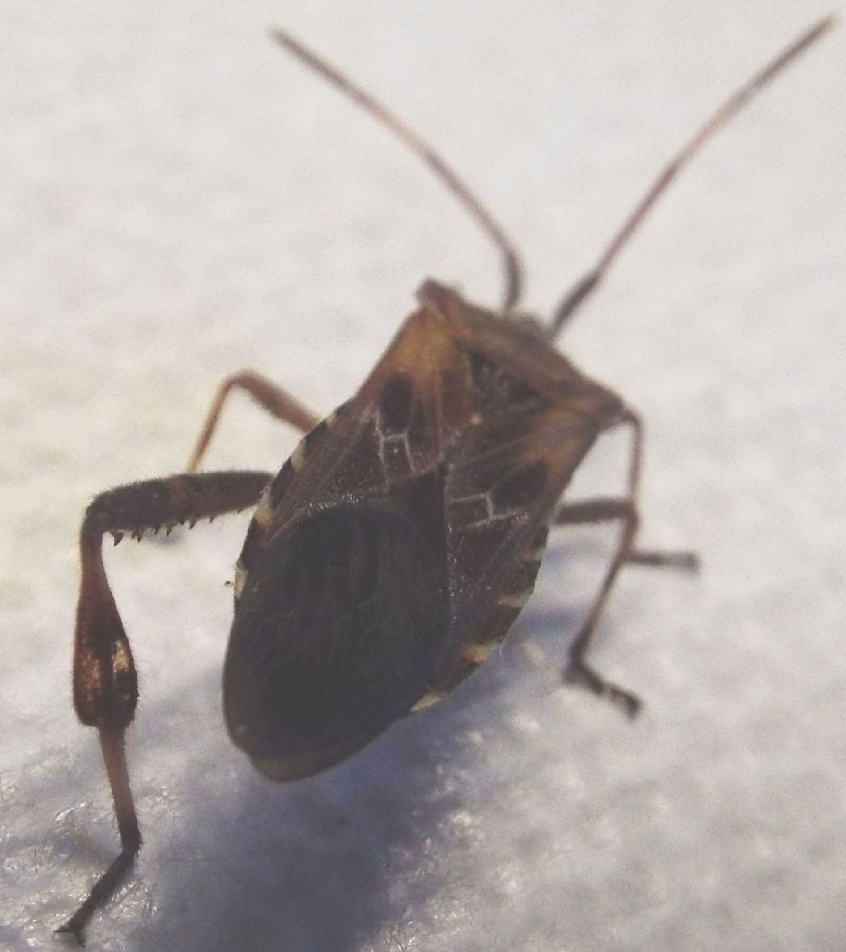 Coreidae: Leptoglossus occidentalis